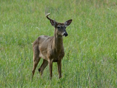 JPG CS 7 Buck Perplexed  DSC_5876_662.jpg