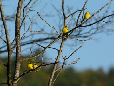 Finches Four