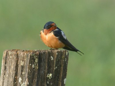  Barn Swallow 