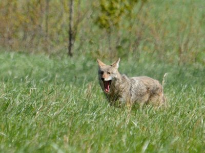  Alpha Yawn 