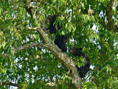 Tree Cubs