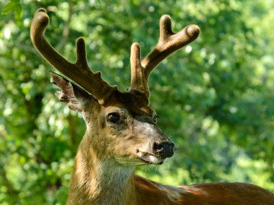 Antler Regeneration