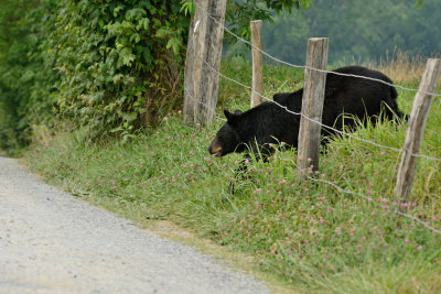JPG CS 1 Female DSC_8898_907.jpg