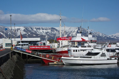 JPG C Whale Watching IMG_0840.jpg
