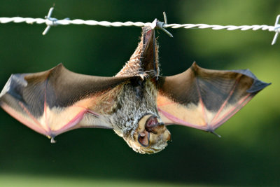 Bizarre Bat Trap