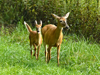 Flash and his mama.