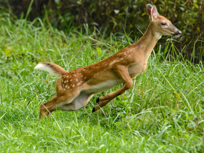 Flash, The Feisty Fawn