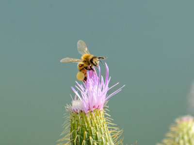  Honeybee  
