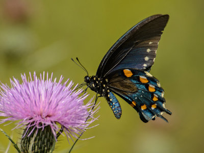  Black Swallowtail   