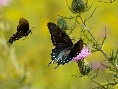  Two Black Swallowtails    