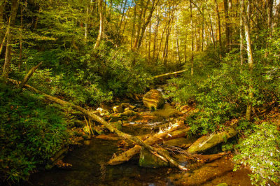 Joyce Kilmer Forest Stream