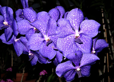 JPG CS 5 Orchid IMG_1394.jpg
