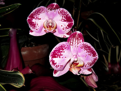 JPG CS 3 Orchid IMG_1392.jpg