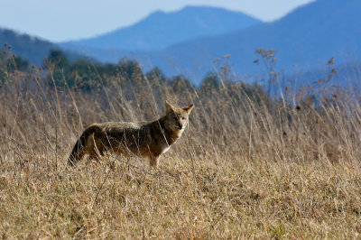 Smoky Mountain Coyote
