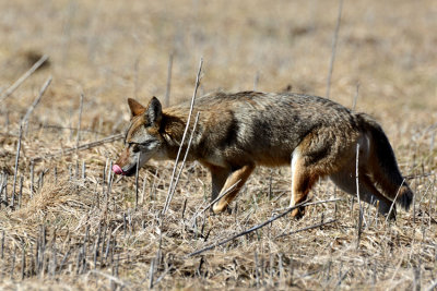 Licking His Chops