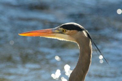 Great Blue Heron Fishing