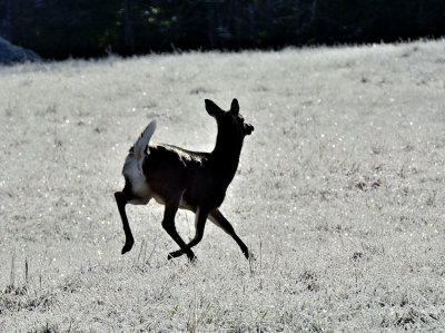 Being Chased 