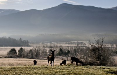  Deerscape 
