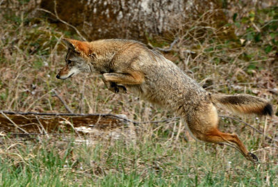 Coyote Hunting