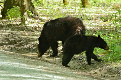 Mama Bear Drinking