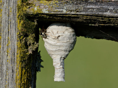 White Faced Hornets' Nest 