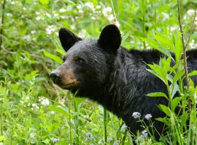  Breakfast Bear 