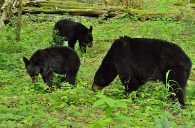 Mom & Two Yearling Cubs