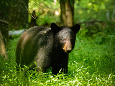 Woods Bear
