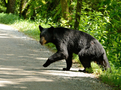 Caution:  Bear Crossing.  5 shot series.