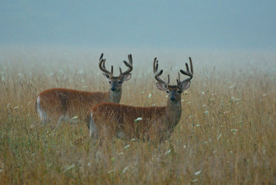  Two Bucks In Fog 