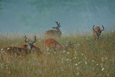  Busy Bucks On A Foggy Morning