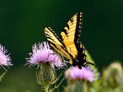 Tiger Swallowtail 