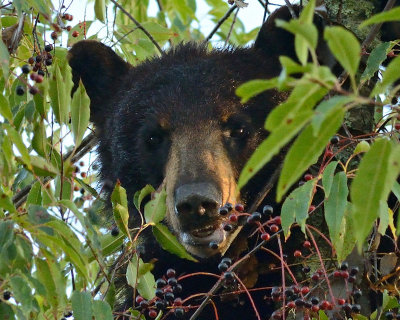Bear Says; Life Is Just A Bowl Of Cherries.