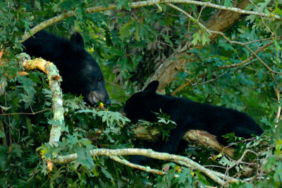 Mama Bear Showing Cub How To Eat Acorns