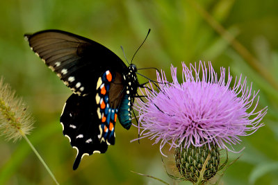  Black Swallowtail 