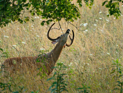 Scent Marking