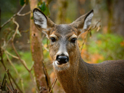 Smoky Mountain Fauna