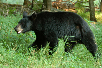 Bear 