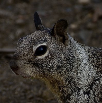 DSC_0549.jpg