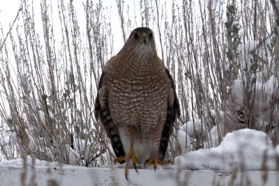 Our Neighborhood Hawk