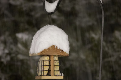 Suet Feeder