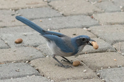 This guy works for peanuts! 