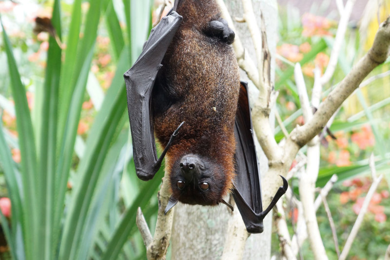 Fruitbat
