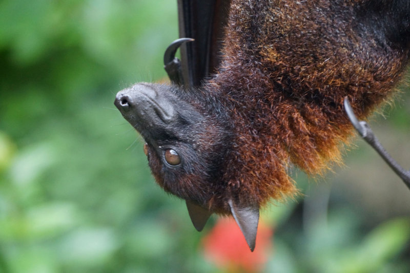 Fruitbat