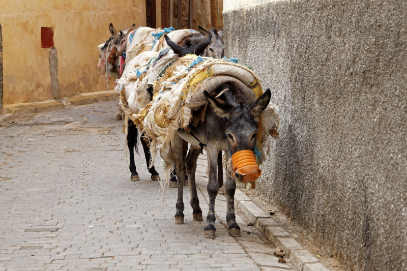 Medina