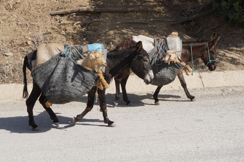 Donkeys