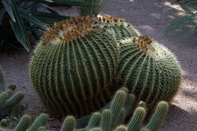 Majorelle Garden