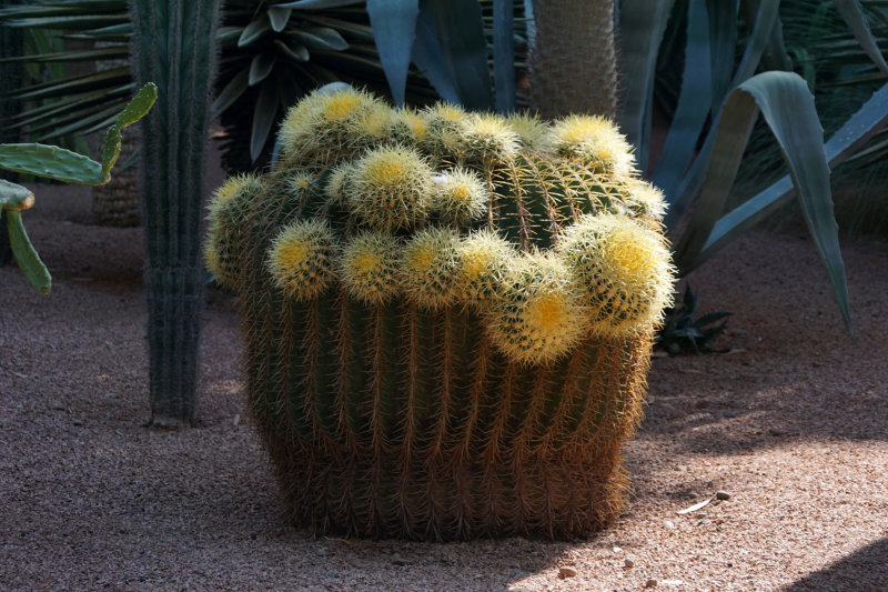Majorelle Garden