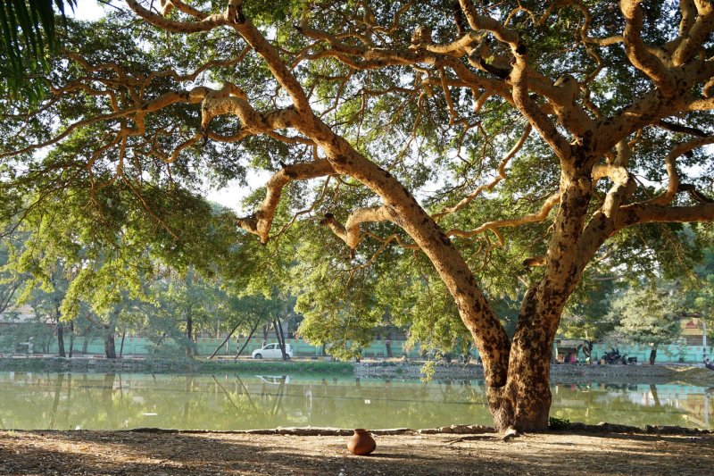 Lakeside Tree