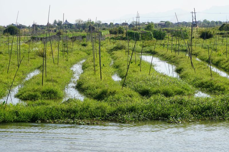 Floating Garden